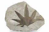 Large, Fossil Sycamore (Macginitiea) Leaf - Utah #280205-1